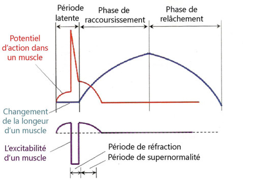 Les caractéristiques d’une contraction unitaire musculaire