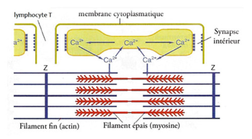 Schéma fonctionnel de travail d’une unité motrice (UM) 