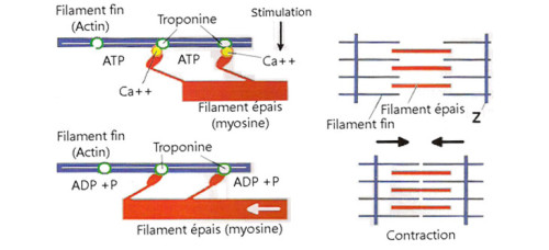 Mécanisme du « filament glissant » 