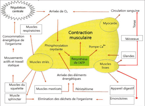 L’interconnexion de l’activité musculaire avec certains processus dynamiques 